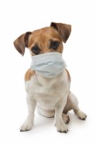 COVID-19: Mesures restrictives obligatoires